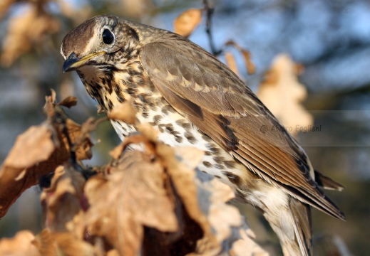 TORDO BOTTACCIO, Song Thrush, Turdus philomelos 