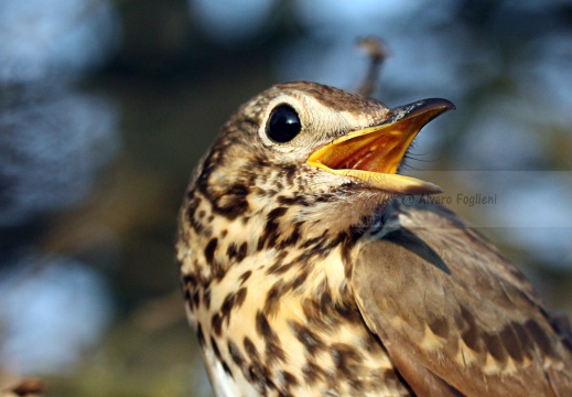 TORDO BOTTACCIO, Song Thrush, Turdus philomelos 