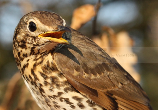 TORDO BOTTACCIO, Song Thrush, Turdus philomelos 