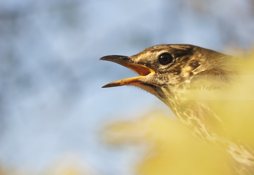 TORDO BOTTACCIO, Song Thrush, Turdus philomelos 