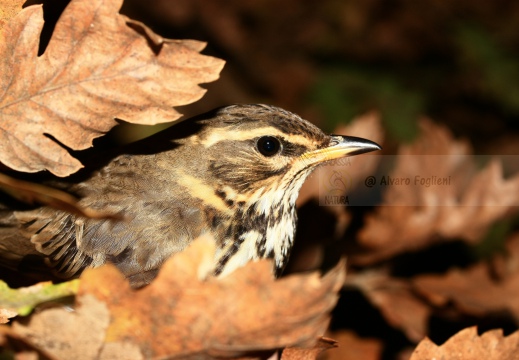 TORDO SASSELLO, Redwing, Turdus iliacus