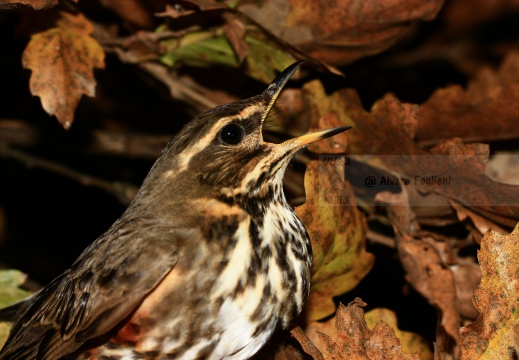 TORDO SASSELLO, Redwing, Turdus iliacus