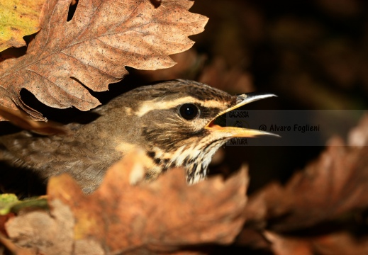 TORDO SASSELLO, Redwing, Turdus iliacus