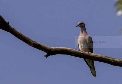 TORTORA COMUNE, Turtle Dove, Streptopelia turtur