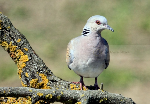 TORTORA COMUNE, Turtle Dove, Streptopelia turtur