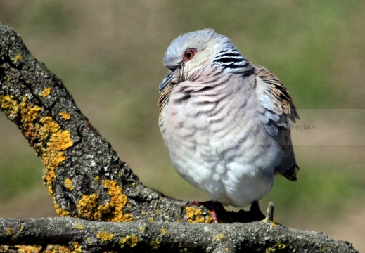 TORTORA COMUNE, Turtle Dove, Streptopelia turtur