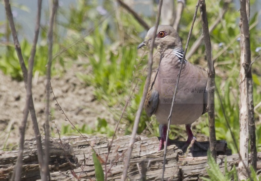 TORTORA COMUNE, Turtle Dove, Streptopelia turtur