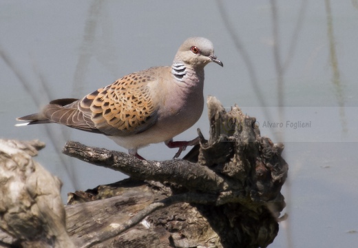 TORTORA COMUNE, Turtle Dove, Streptopelia turtur