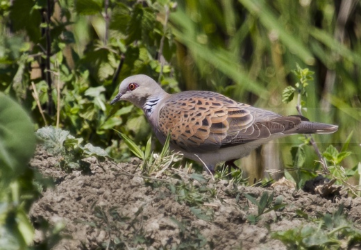 TORTORA COMUNE, Turtle Dove, Streptopelia turtur