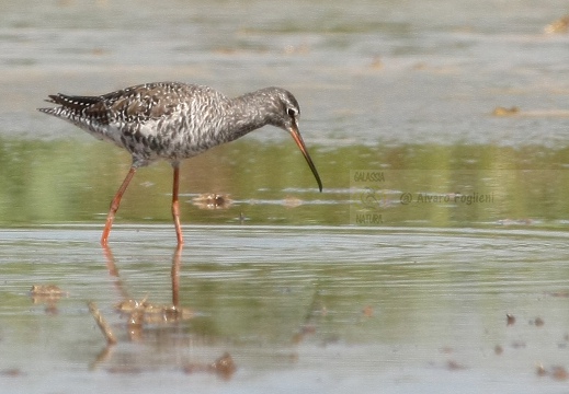 TOTANO MORO, Spotted Redshank, Tringa erythropus