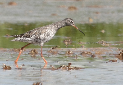 TOTANO MORO, Spotted Redshank, Tringa erythropus