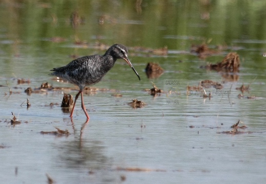 TOTANO MORO, Spotted Redshank, Tringa erythropus