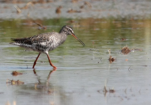 TOTANO MORO, Spotted Redshank, Tringa erythropus