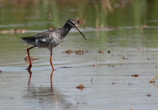 TOTANO MORO, Spotted Redshank, Tringa erythropus