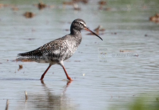 TOTANO MORO, Spotted Redshank, Tringa erythropus