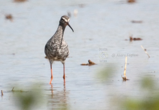 TOTANO MORO, Spotted Redshank, Tringa erythropus