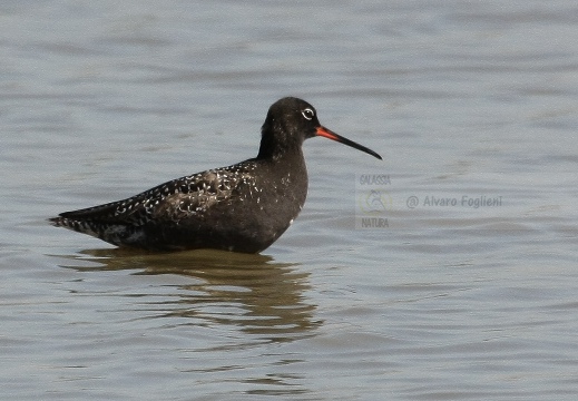 TOTANO MORO, Spotted Redshank, Tringa erythropus