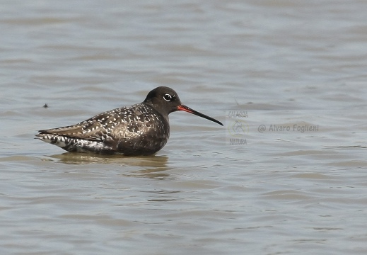 TOTANO MORO, Spotted Redshank, Tringa erythropus