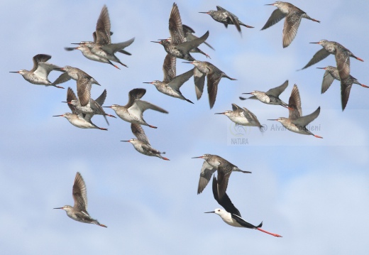 TOTANO MORO, Spotted Redshank, Tringa erythropus