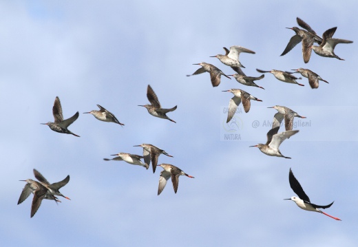 TOTANO MORO, Spotted Redshank, Tringa erythropus