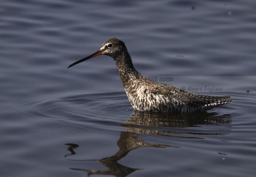 TOTANO MORO, Spotted Redshank, Tringa erythropus