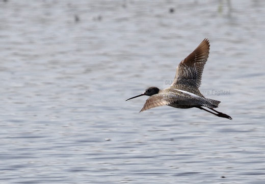 TOTANO MORO, Spotted Redshank, Tringa erythropus