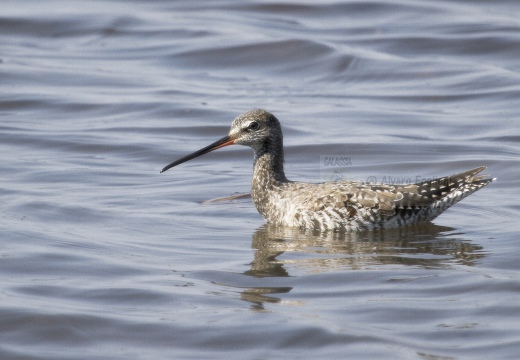 TOTANO MORO, Spotted Redshank, Tringa erythropus