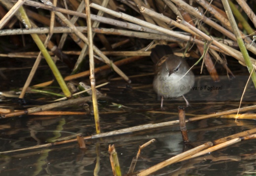 USIGNOLO DI FIUME, Cetti's Warbler, Cettia cetti 