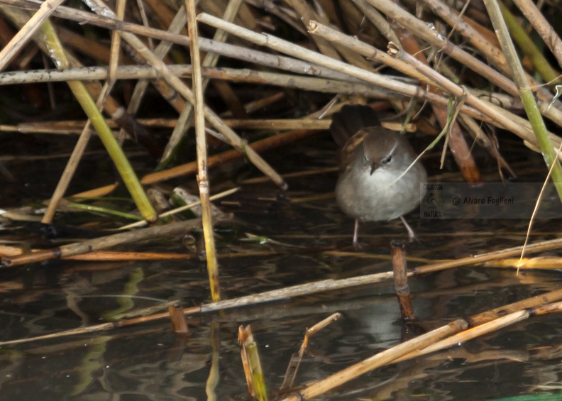 Usignolo di fiume    IMG_42700.jpg