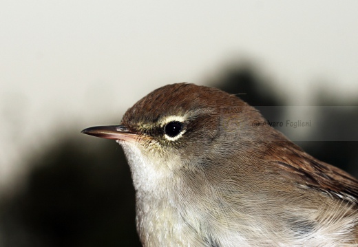 USIGNOLO DI FIUME, Cetti's Warbler, Cettia cetti 