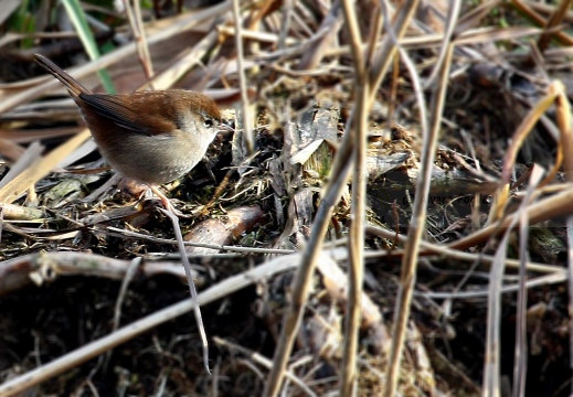 USIGNOLO DI FIUME, Cetti's Warbler, Cettia cetti 