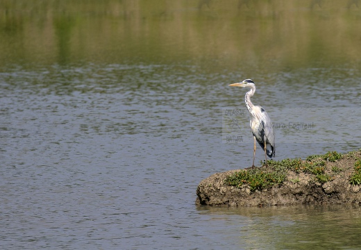 AIRONE CENERINO; Grey Heron; Héron cendré; Ardea cinerea  