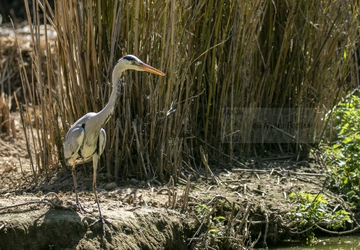 AIRONE CENERINO; Grey Heron; Ardea cinerea  