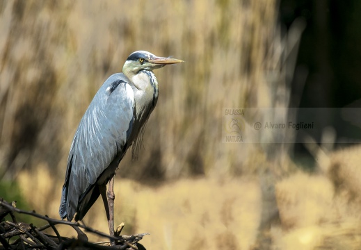 AIRONE CENERINO; Grey Heron; Ardea cinerea  