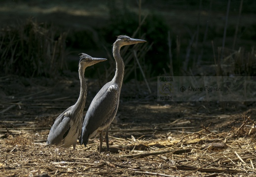 AIRONE CENERINO; Grey Heron; Ardea cinerea  