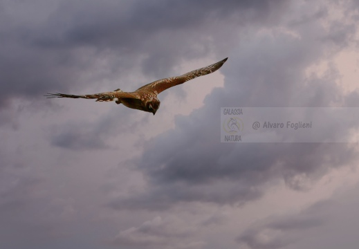 ALBANELLA REALE; Circus cyaneus; Busard Saint-Martin; Hen harrier