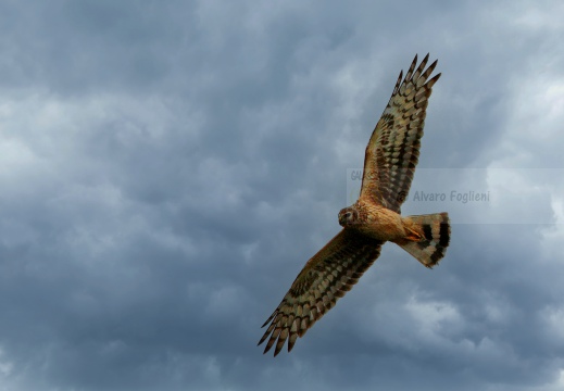 ALBANELLA REALE; Circus cyaneus; Busard Saint-Martin; Hen harrier