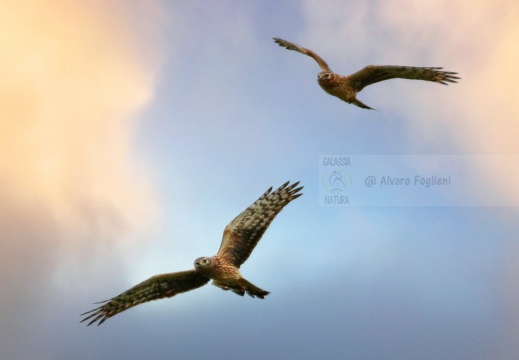 ALBANELLA REALE; Circus cyaneus; Busard Saint-Martin; Hen harrier