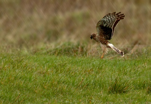 ALBANELLA REALE; Circus cyaneus; Busard Saint-Martin; Hen harrier