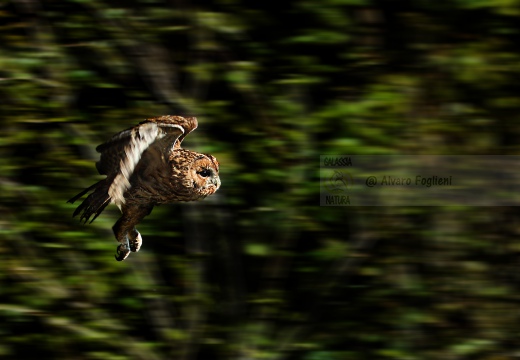 ALLOCCO, Tawny Owl, Chouette hulotte; Strix aluco 