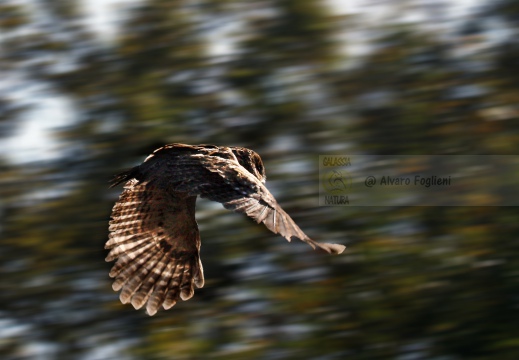 ALLOCCO, Tawny Owl, Chouette hulotte; Strix aluco 