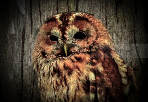 ALLOCCO, Tawny Owl, Chouette hulotte; Strix aluco 