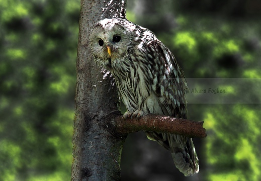 ALLOCCO DEGLI URALI, Strix uralensis, Ural owl ; Chouette de l'Oural