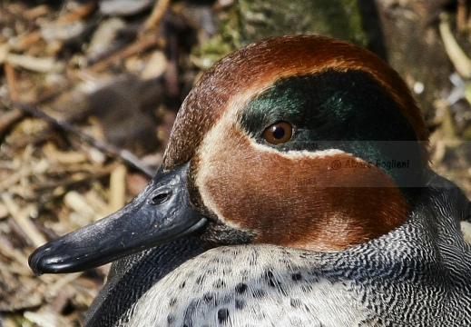 ALZAVOLA; Teal; Anas crecca;  Sarcelle d'hiver