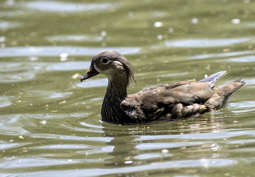 ANATRA MANDARINA, Mandarin Duck, Canard mandarin; Aix galericulata