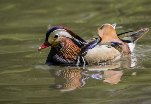 ANATRA MANDARINA, Mandarin Duck, Canard mandarin; Aix galericulata