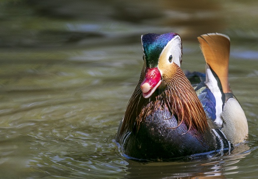 ANATRA MANDARINA, Mandarin Duck, Canard mandarin; Aix galericulata