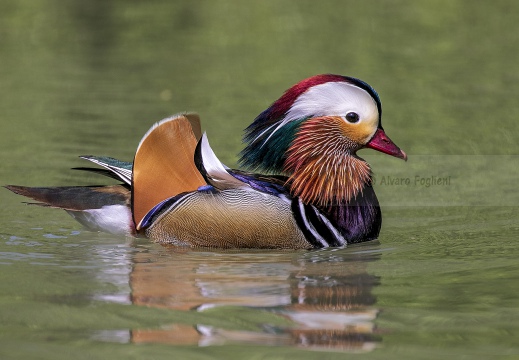 ANATRA MANDARINA, Mandarin Duck, Canard mandarin; Aix galericulata