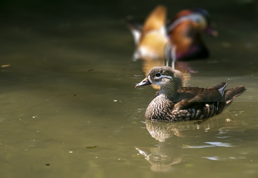 ANATRA MANDARINA, Mandarin Duck, Canard mandarin; Aix galericulata