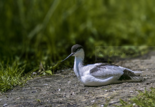 AVOCETTA; Avocet; Recurvirostra avosetta; Avocette élégante